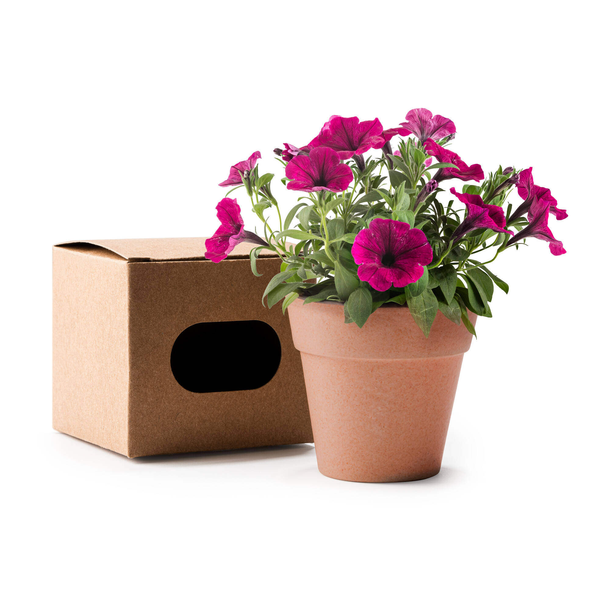 6802 - Vaso Petunia